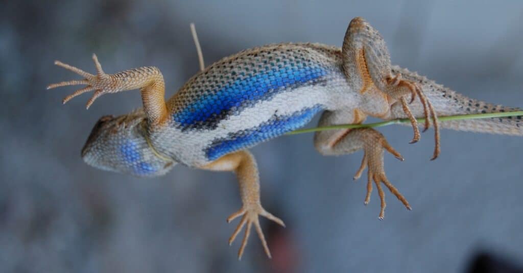 underneath of blue belly lizard