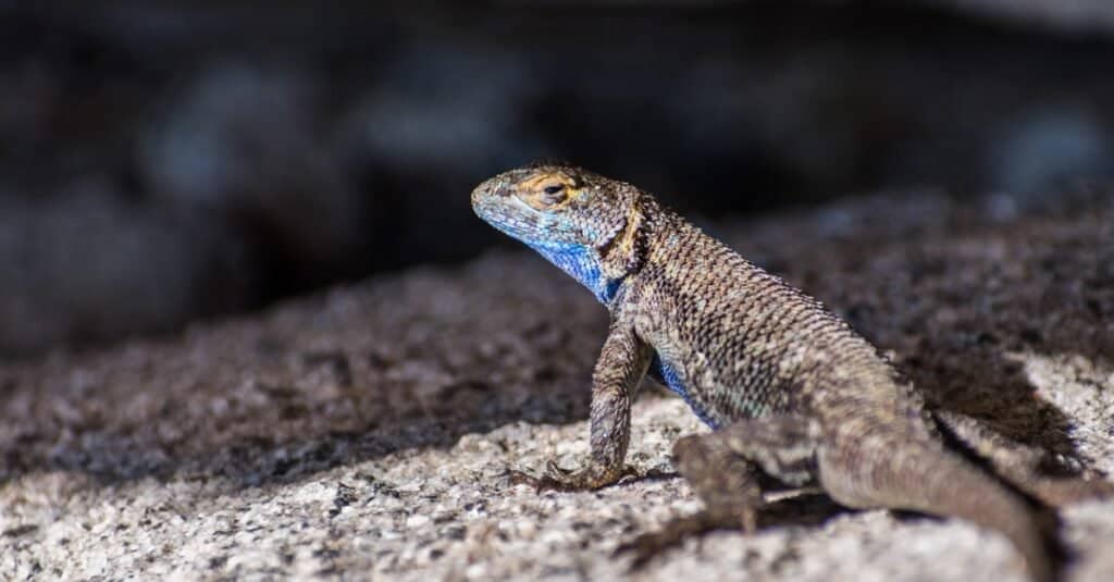 western fence lizard