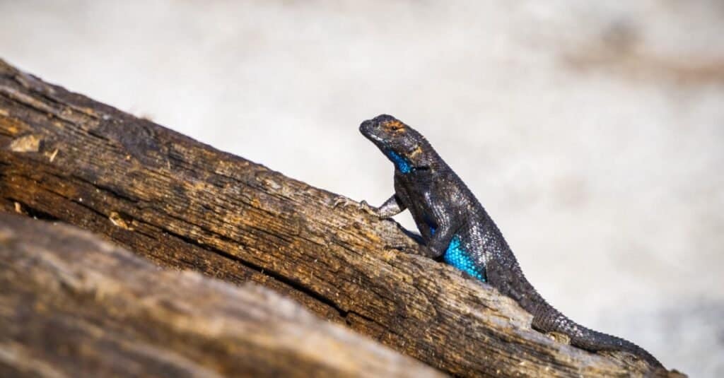 blue belly lizard on tree trunk