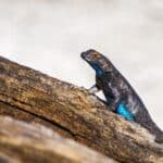 Western fence lizard