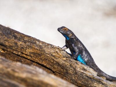 A Blue Belly Lizard