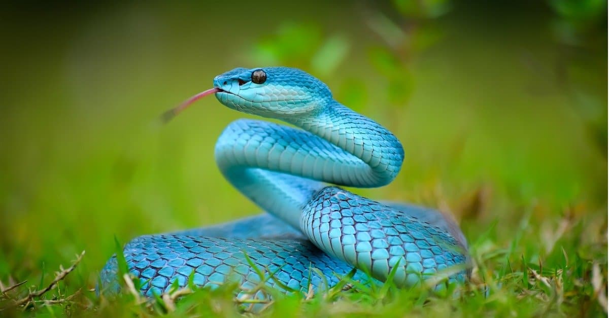 blue snake in grass hissing