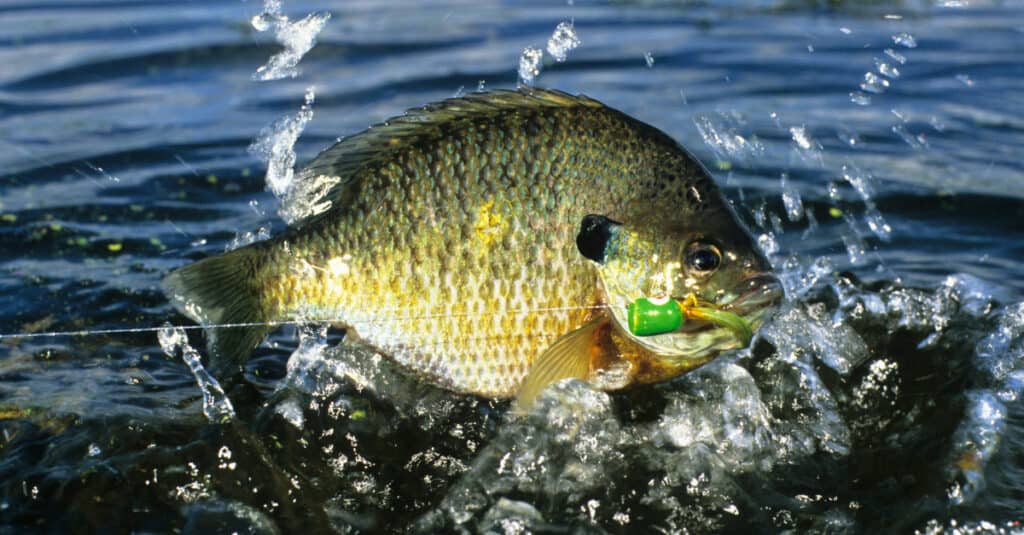 fishing for bluegill