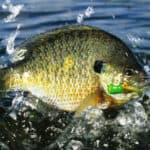 Bluegill