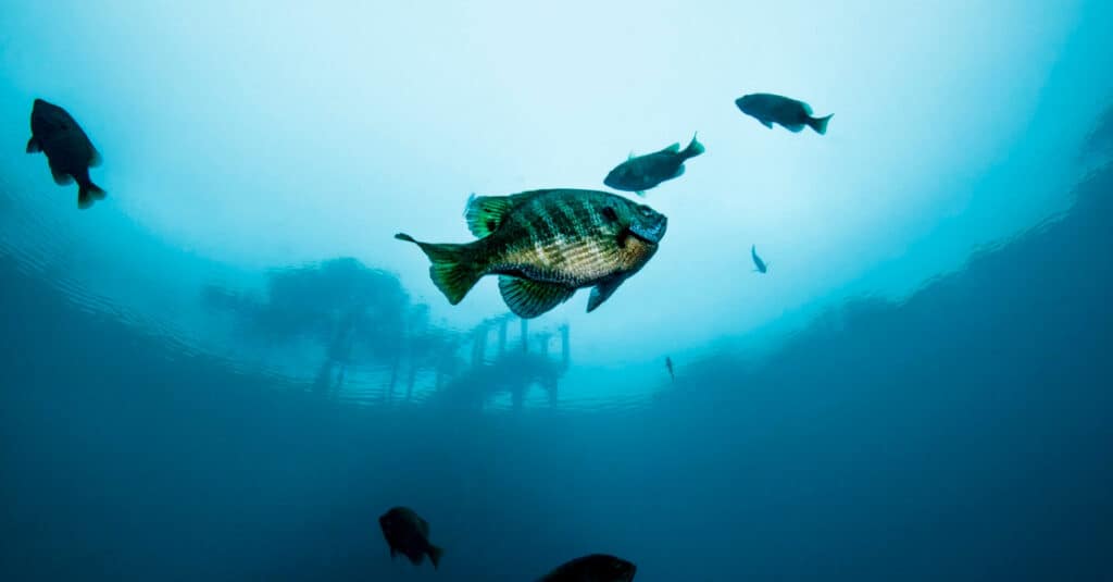 What do bluegill sunfish eat