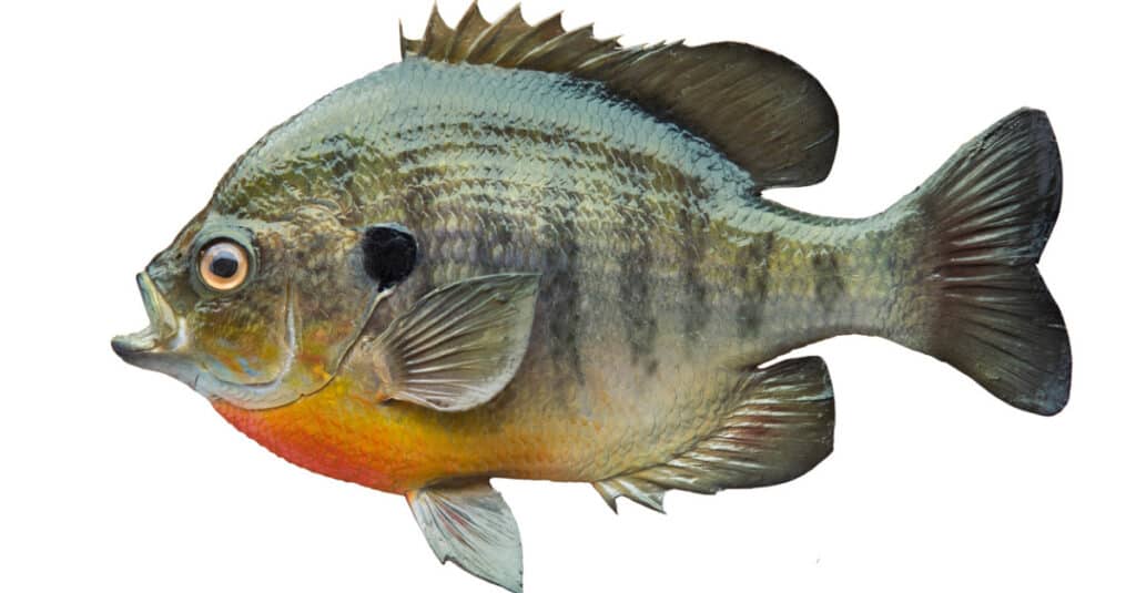 bluegills ăn gì