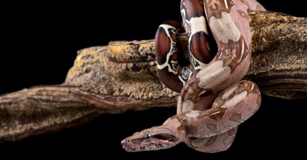 boa constrictor wrapped around branch