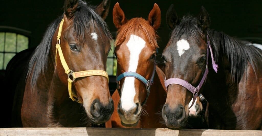 board a horse - horses in stable