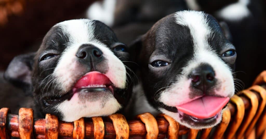 Boston terrier puppy sticking out tongue
