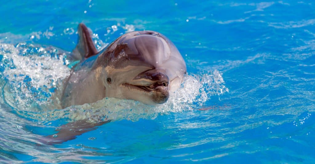 animals born at zoos dophins