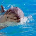 Dolphins have an extra layer of blubber to compensate for a lack of fur. 