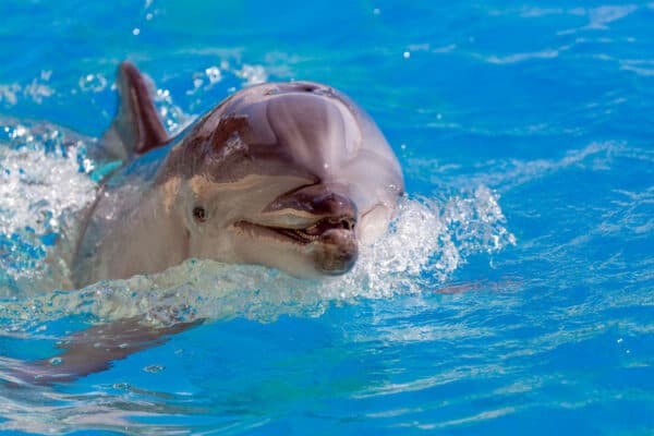Dolphins have an extra layer of blubber to compensate for a lack of fur. 