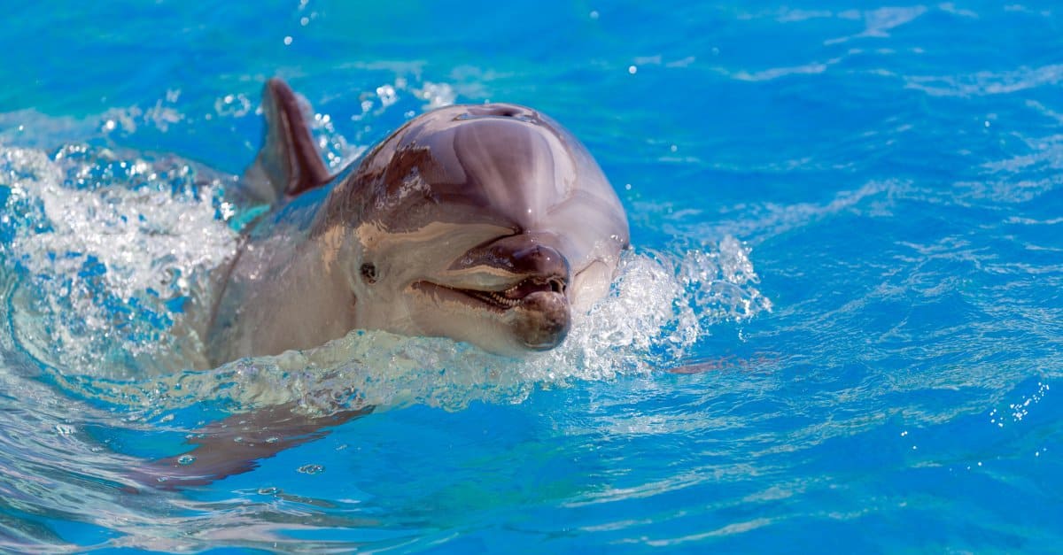 Dolphin Brain vs Human Brain: What Are the Differences? - A-Z Animals