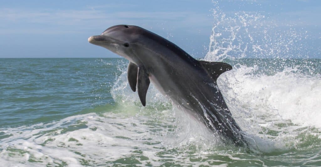 bottlenose dolphin jumping out of the water