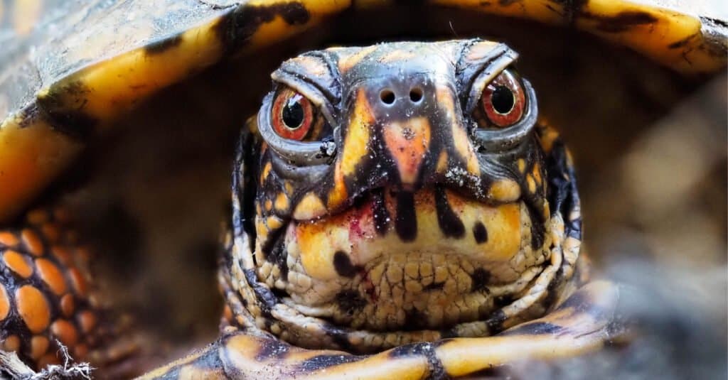 female eastern box turtle