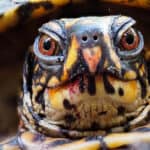 Eastern Box Turtles can live up to four decades. However, their lives are currently being shortened by human activities.