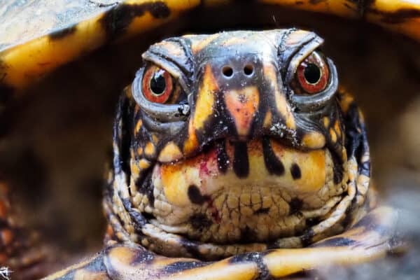 Eastern Box Turtles can live up to four decades. However, their lives are currently being shortened by human activities.