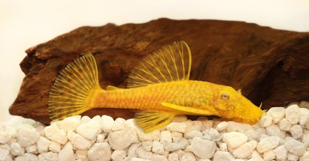 bristlenose pleco in aquarium