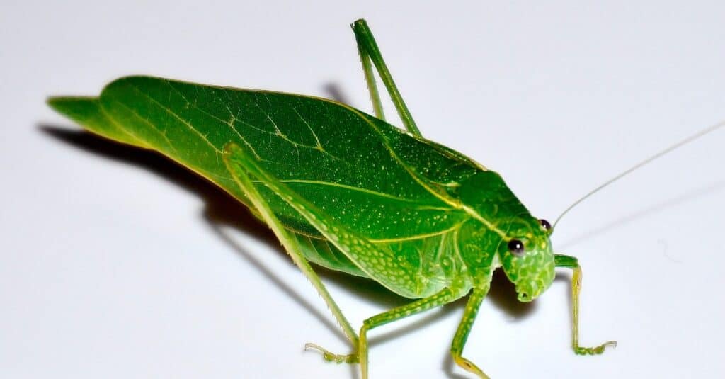 katydid vs grasshopper