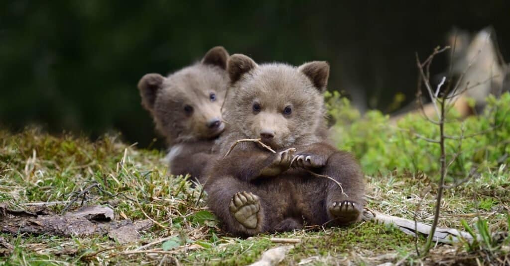baby bear siblings