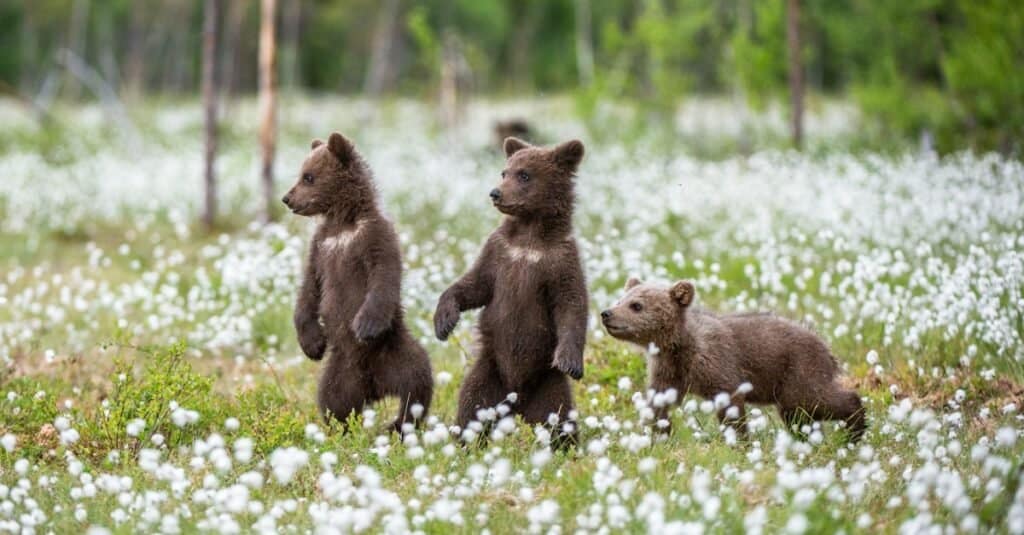 baby bear cubs