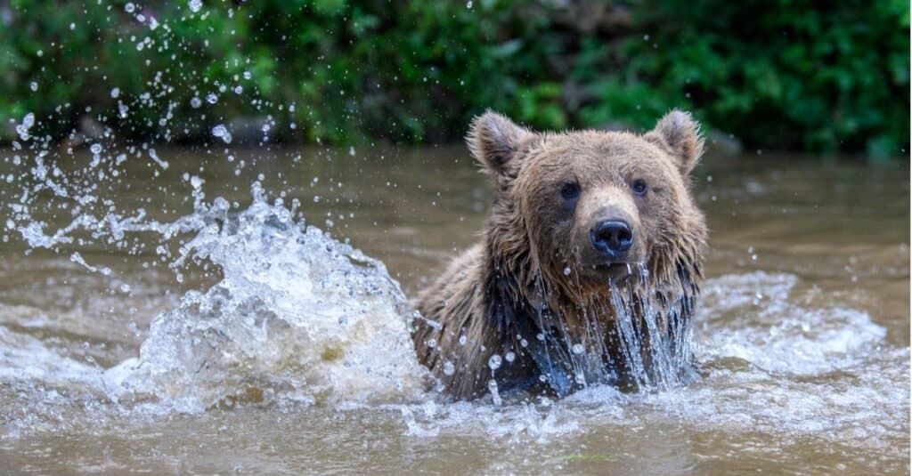 Can Bears Swim