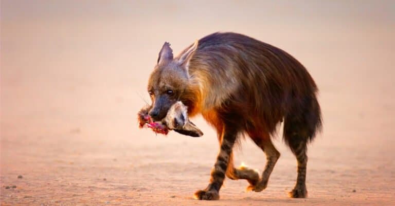 Hyena Teeth- Brown Hyena Eating