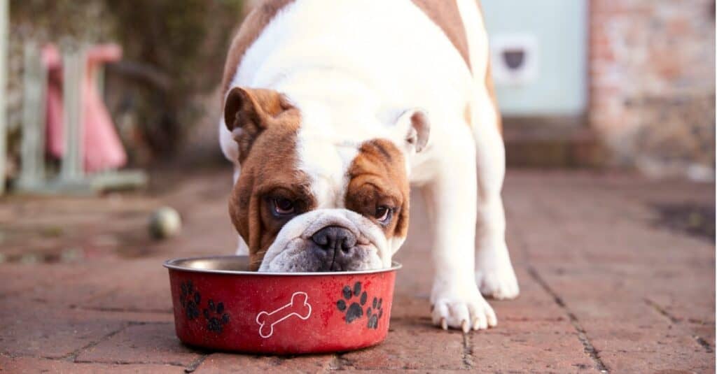 Bull dog eating from red bowl