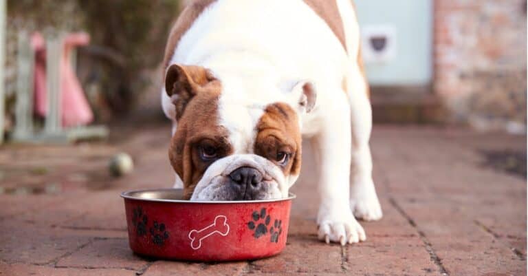 bull dog eating from red bowl