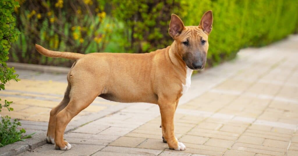 bull terrier puppy standing on pavers