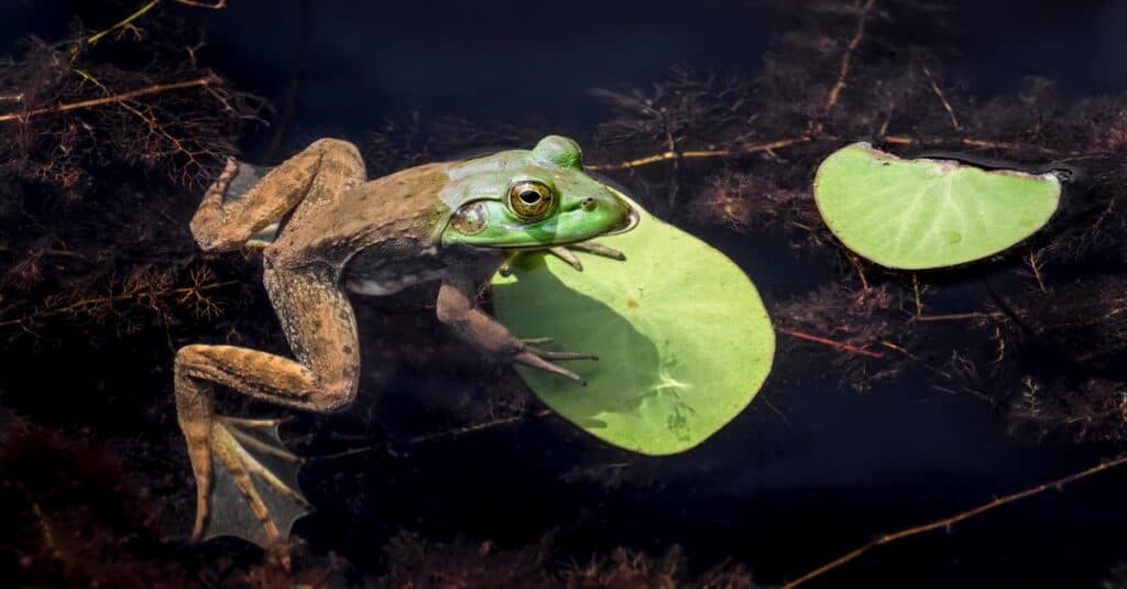 What Do Bullfrogs Eat?