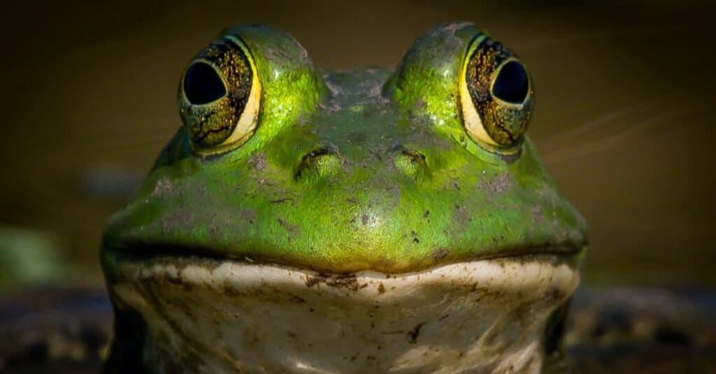 frog eyes