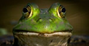 What Do Bullfrogs Eat? 20+ of Their Favorite Foods! Picture