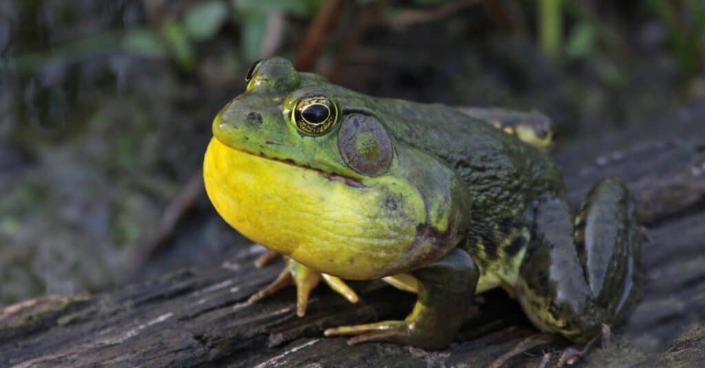 What Do Bullfrogs Eat?