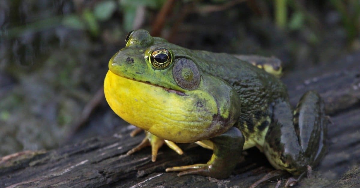 Do Frogs Have Ears? - AZ Animals
