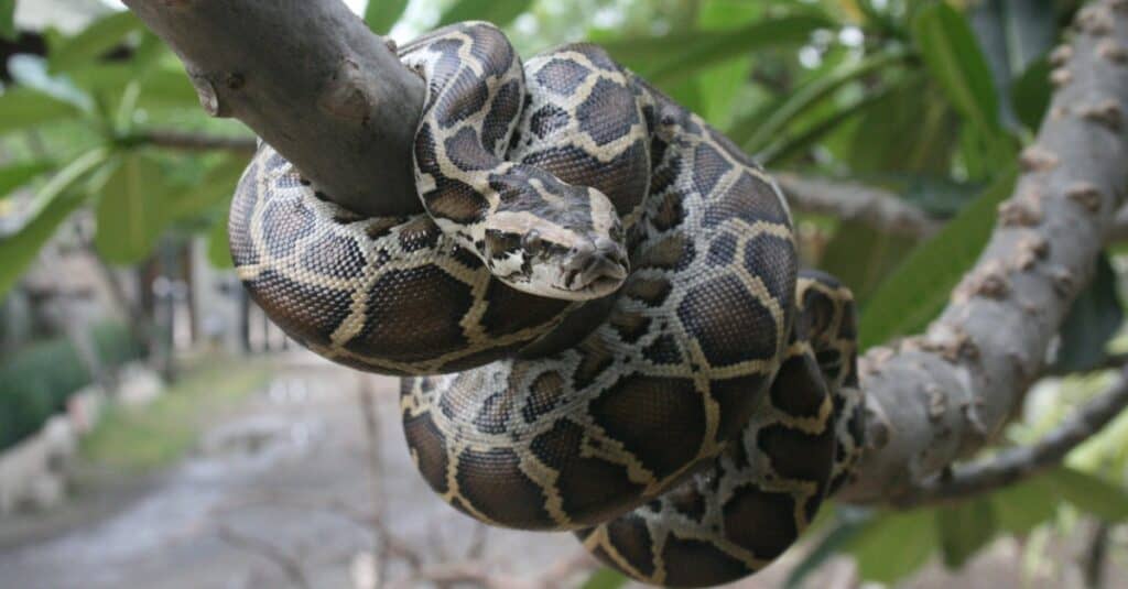 burmese python eats deer