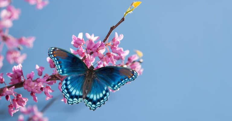 blue butterfly on pink flowers high up
