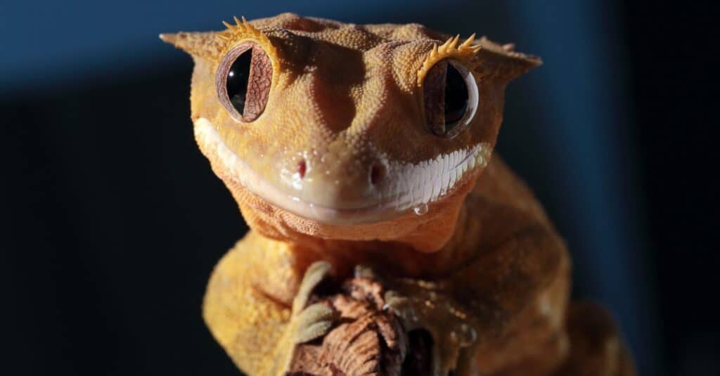 What Do Crested Geckos Eat - Crested gecko sitting on branch