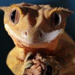 crested gecko sitting on a tree branch