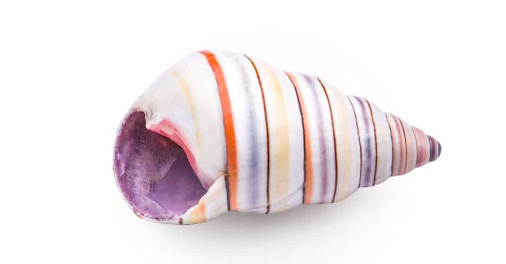 candy cane snail shell