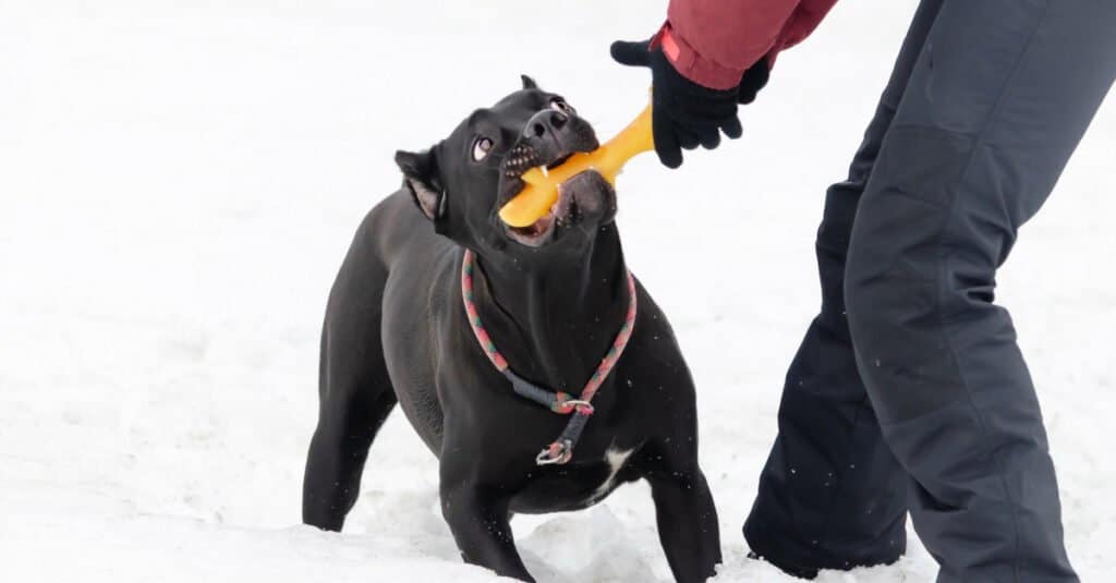 cane corso playing tug