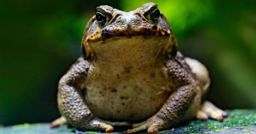 close up of cane toad looking at camera