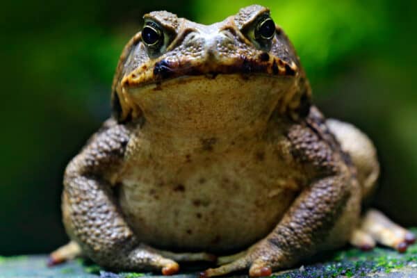 Groups of toads, such as the Frog Choir, are called knots.