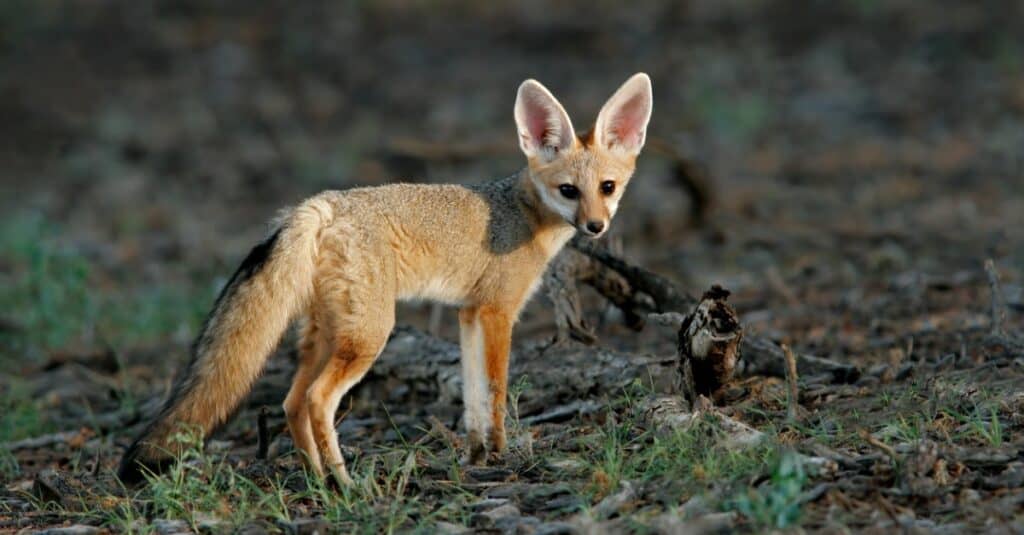 cape fox