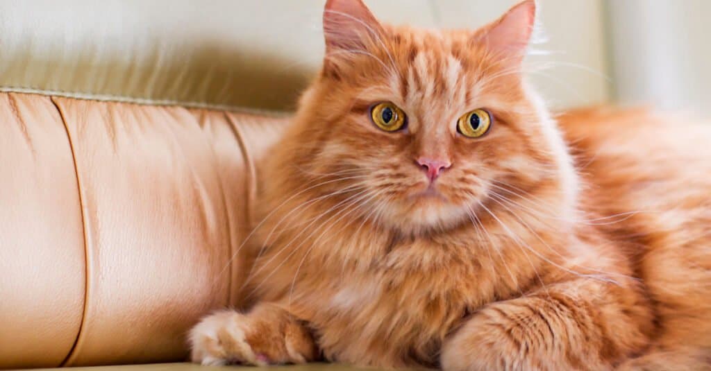 cat laying on leather couch