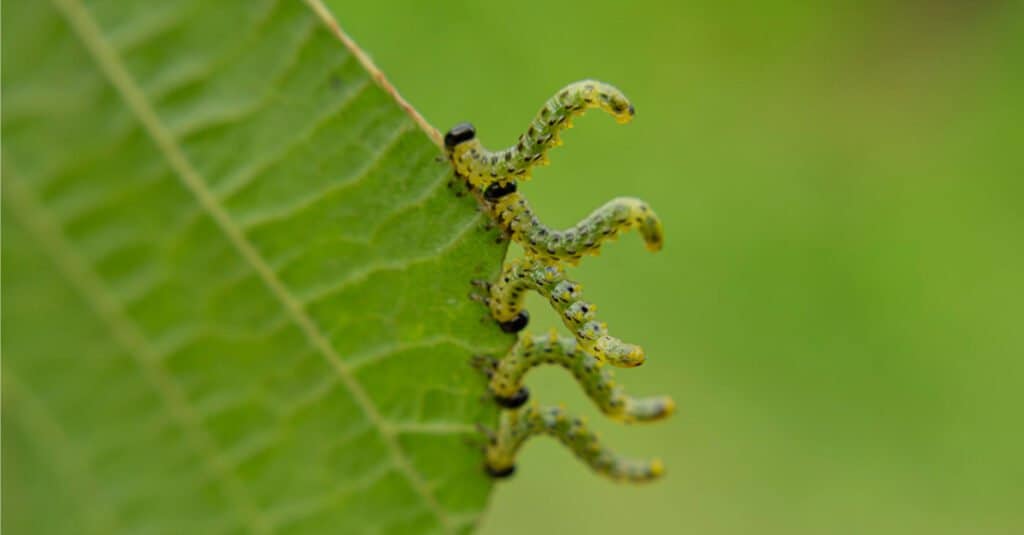 Inchworm Insect Facts A Z Animals