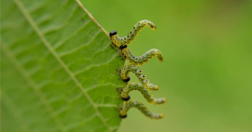 What Do Inchworms Turn Into 