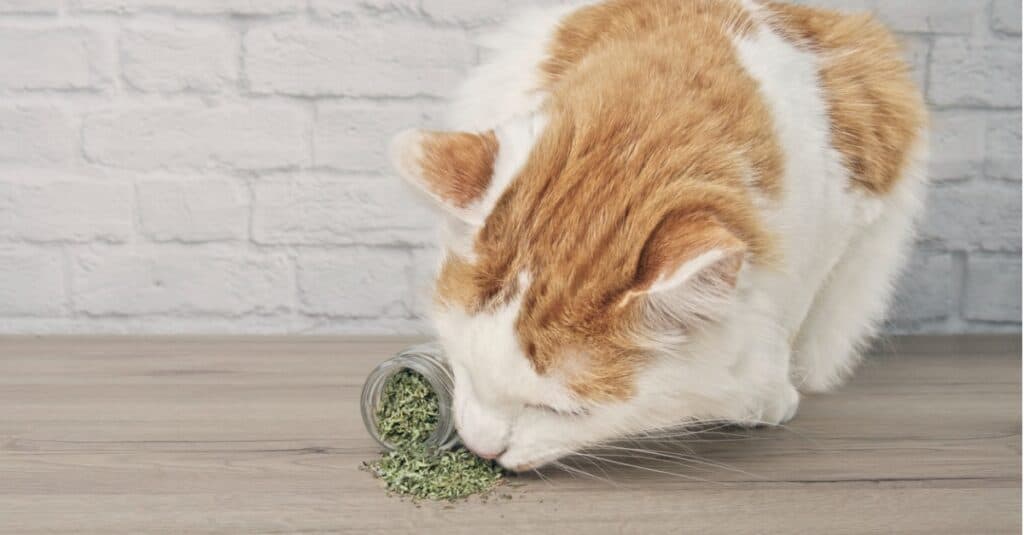 cat enjoying some catnip