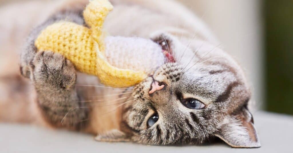 cat playing with a banana with catnip in it