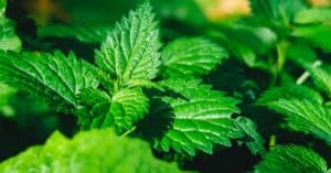 Catnip vs Mint: What’s the Difference? Picture